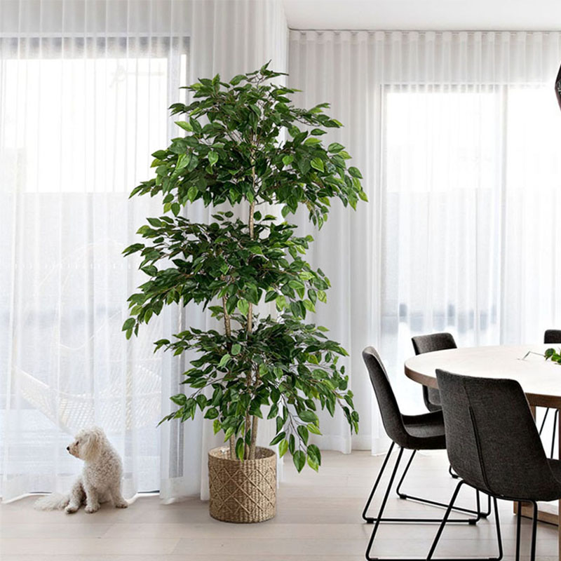 Dracaena Marginata - 70-in Ficus sztuczne drzewo duże tropikalne