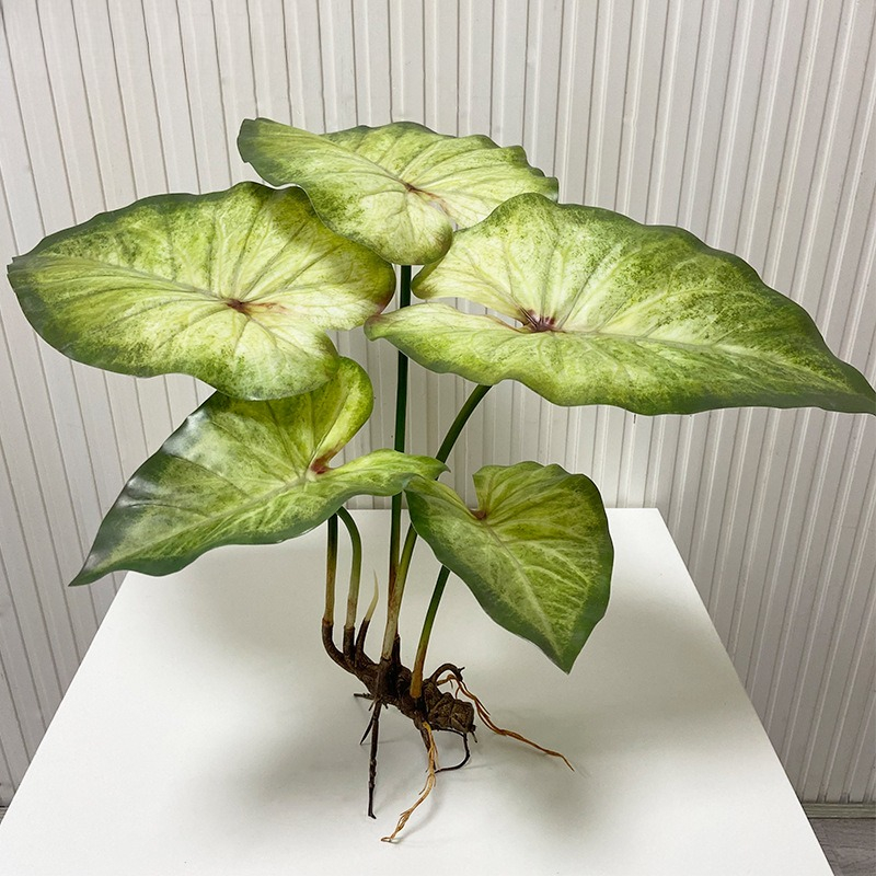 Dracaena Marginata - Realistyczne, duże liście lotosu z korzeniami,
