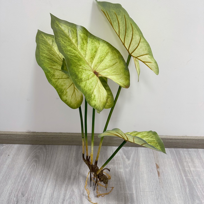Realistyczne, duże liście loto – Dracaena Marginata recenzja i cena