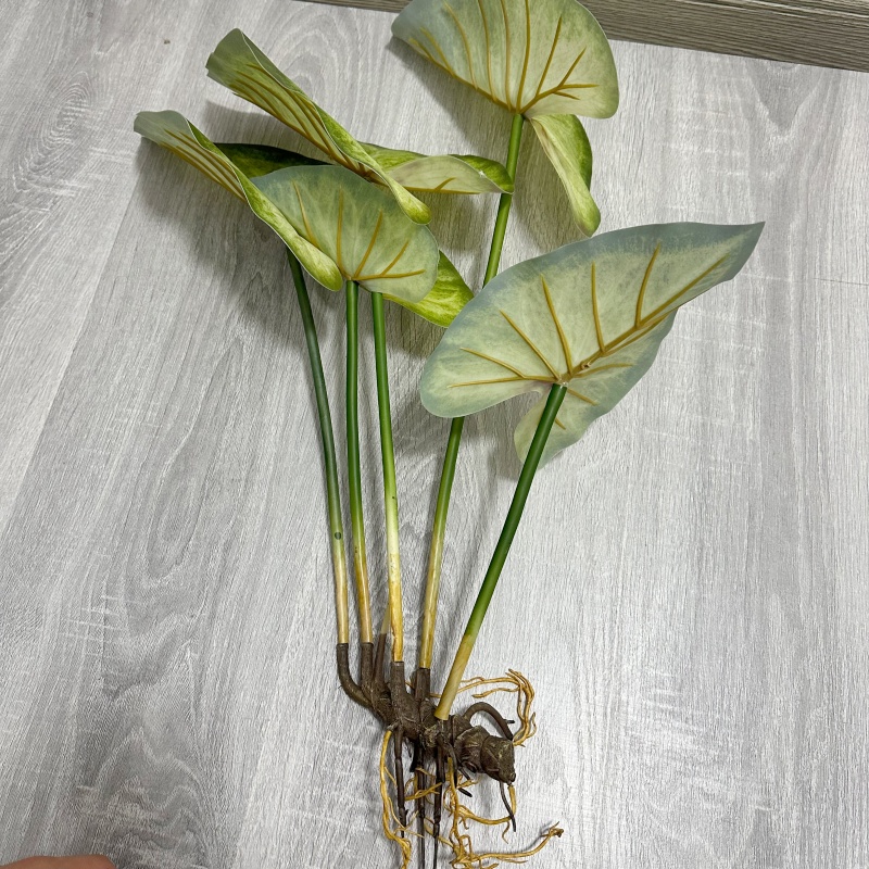 Realistyczne, duże liście loto – Dracaena Marginata recenzja i cena