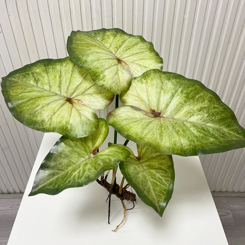 Realistyczne, duże liście loto – Dracaena Marginata recenzja i cena